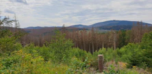 Saksan sahat ovat pyörineet muutaman vuoden ajan lähinnä metsätuhojen vuoksi korjatun puun voimin. Silti puuta jää paljon myös metsiin.