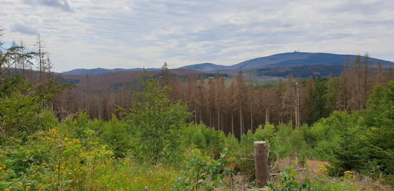 Saksan sahat ovat pyörineet muutaman vuoden ajan lähinnä metsätuhojen vuoksi korjatun puun voimin. Silti puuta jää paljon myös metsiin.