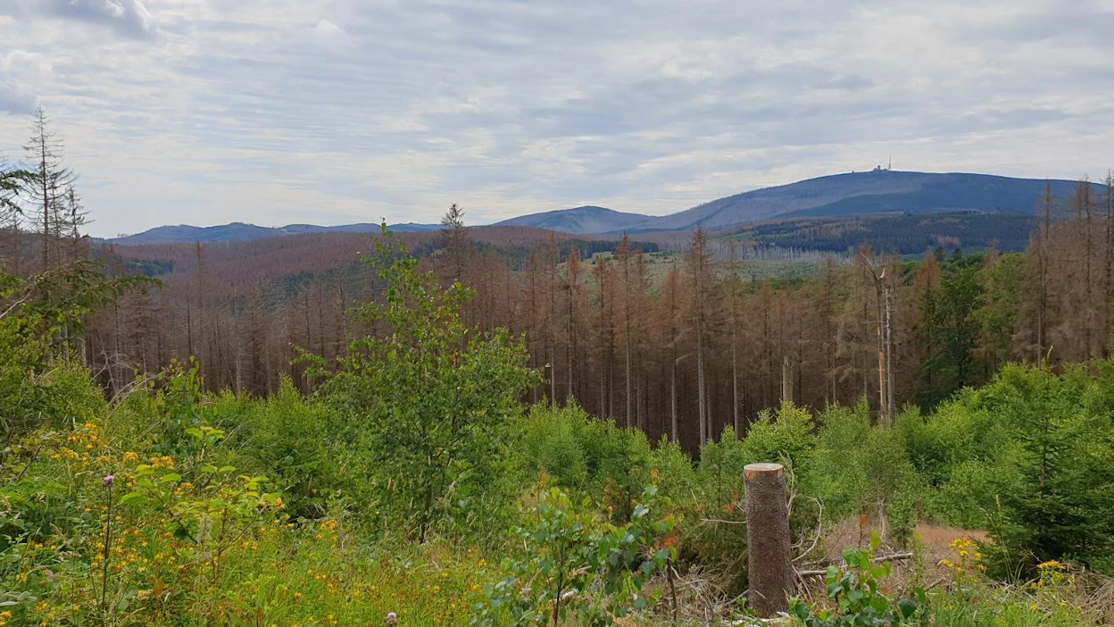 Saksan sahat ovat pyörineet muutaman vuoden ajan lähinnä metsätuhojen vuoksi korjatun puun voimin. Silti puuta jää paljon myös metsiin.