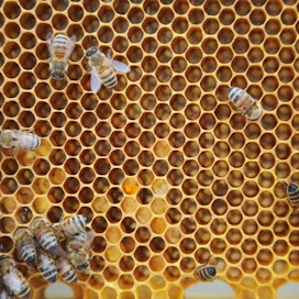 Mehiläistarhojen kannattavuus parani reippaasti vuonna 2014 edelliseen vuoteen verrattuna.
