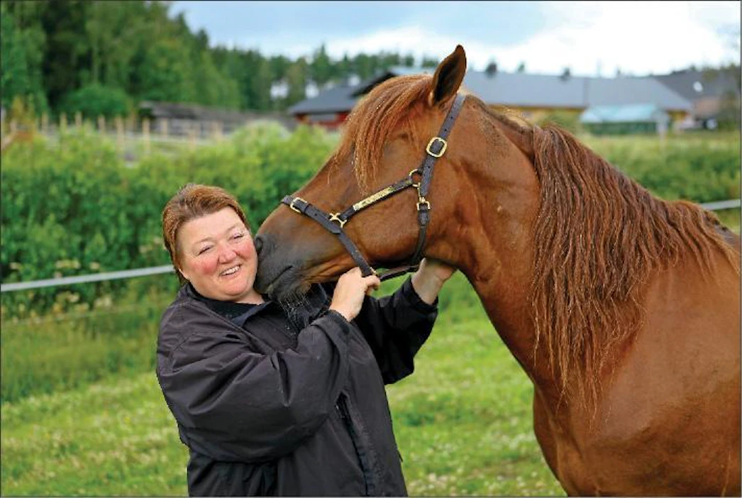 Ravikuningas Erikassonista ja Bella Varjosesta on vuosien varrella tullut paitsi työkaverit, myös ystävät. Rankan viikonlopun jälkeen ori sai palkinnoksi viettää lepoa kotitallin apilanurmella. pasi leino