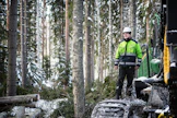 Lapinjärven geenireservimetsän hakkuutyöt alkoivat pari viikkoa sitten. "Kovien pakkasten ansiosta korjuuolot ovat olleet erinomaiset Etelä-­Suomessa", sanoo Metsäkonepalvelu Oy:n Pekka Ikäheimo.