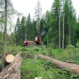 EU:n metsästrategia etenee. Kuvituskuvaa avohakkuutyömaalta.