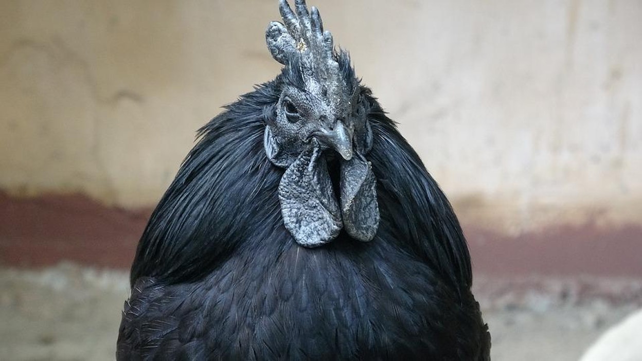 Ayam cemani on näyttävä ja ihmisystävällinen.