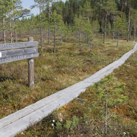Valtion retkeilyalueiden ja kansallispuistojen pitkospuiden ylläpidosta vastaa Metsähallituksen luontopalvelut. Kuva on Seitsemisen kansallispuistosta.