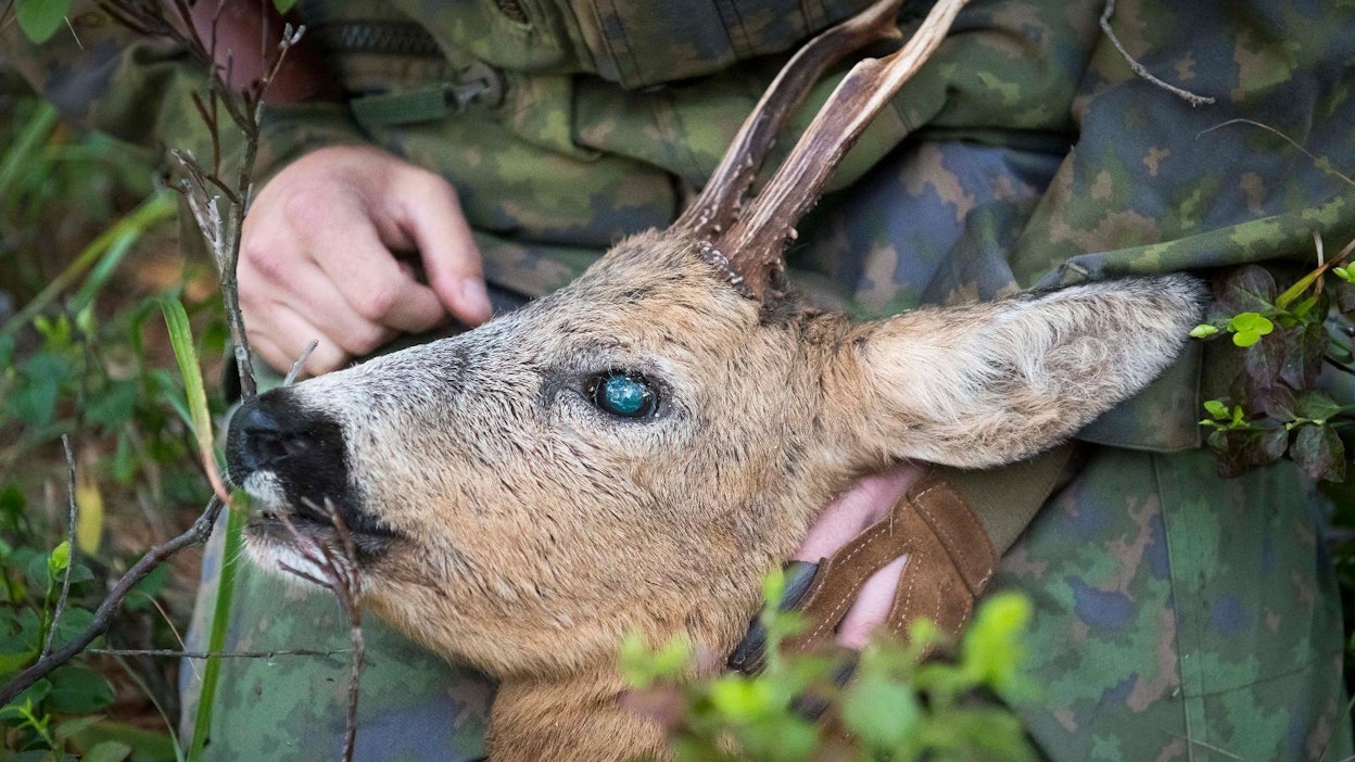 Kuvituskuva. Kuvan kauris ei liity tapaukseen.