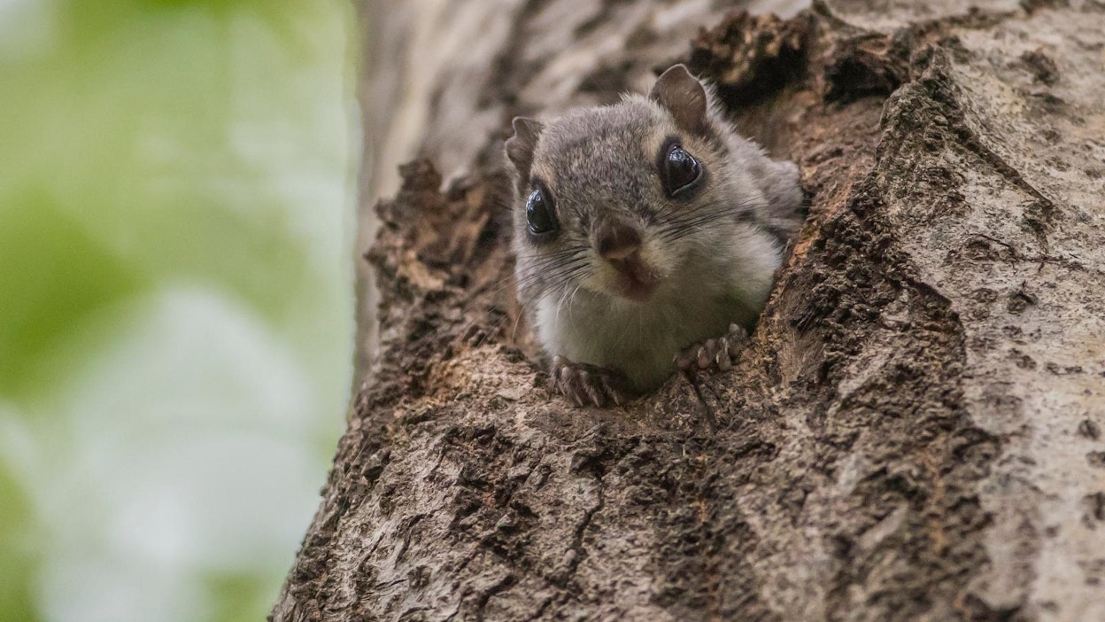 Liito-orava tarvitsee pesintään ja ravinnoksi erityisesti haapaa mutta myös muita lehtipuita.