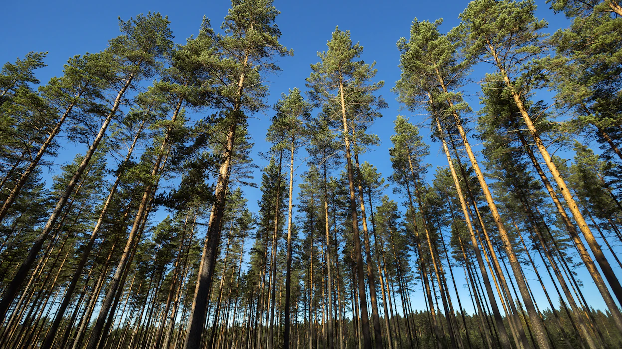 Metsälahjavähennyksen saamiseksi metsältä vaaditaan sijaintikunnan mukaan vaihteleva vähimmäispinta-ala.