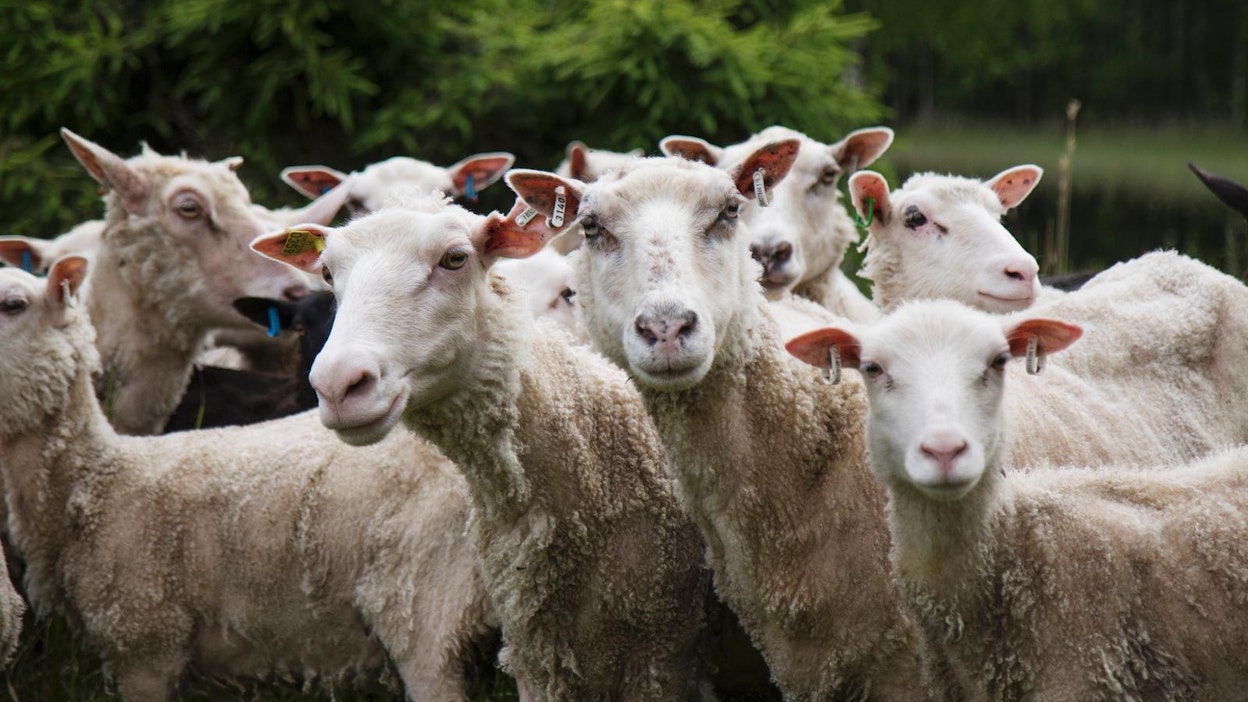 Lampaisiin on aiemminkin liittynyt byrokratiaa.