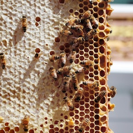 Hunajan alkuperän väärennökset ovat EU:n alueella suurempi ongelma kuin sokerin lisääminen, mehiläishoitajat painottavat.