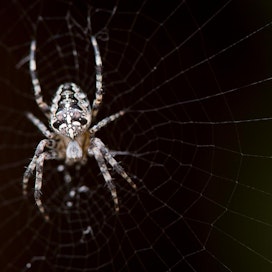 Osa hämähäkeistä saalistaa seiteillään, mutta niille on myös monia muita käyttötarkoituksia.