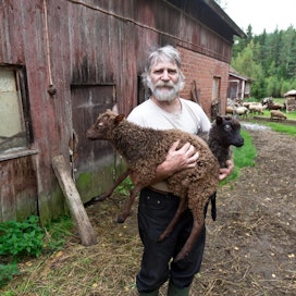 Kauko Koskensalon tilalla tuotantosuunta vaihtui lypsylehmistä lampaisiin 20 vuotta sitten.