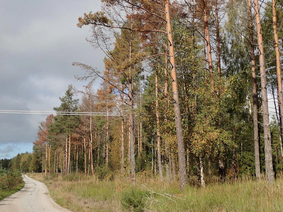 Okakaarnakuoriainen iskeytyy tyypillisesti heikentyneiden mäntyjen latvoihin. Sen kaivamat käytävät ja levittämä sinistäjäsieni saavat puun kuivumaan latvasta alkaen. Neulaset muuttuvat punaruskean värisiksi.