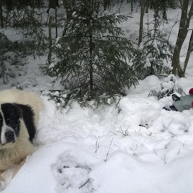 Sahaus oli retken paras osuus. Lumessa viihtyivät sekä koira että lapsi.