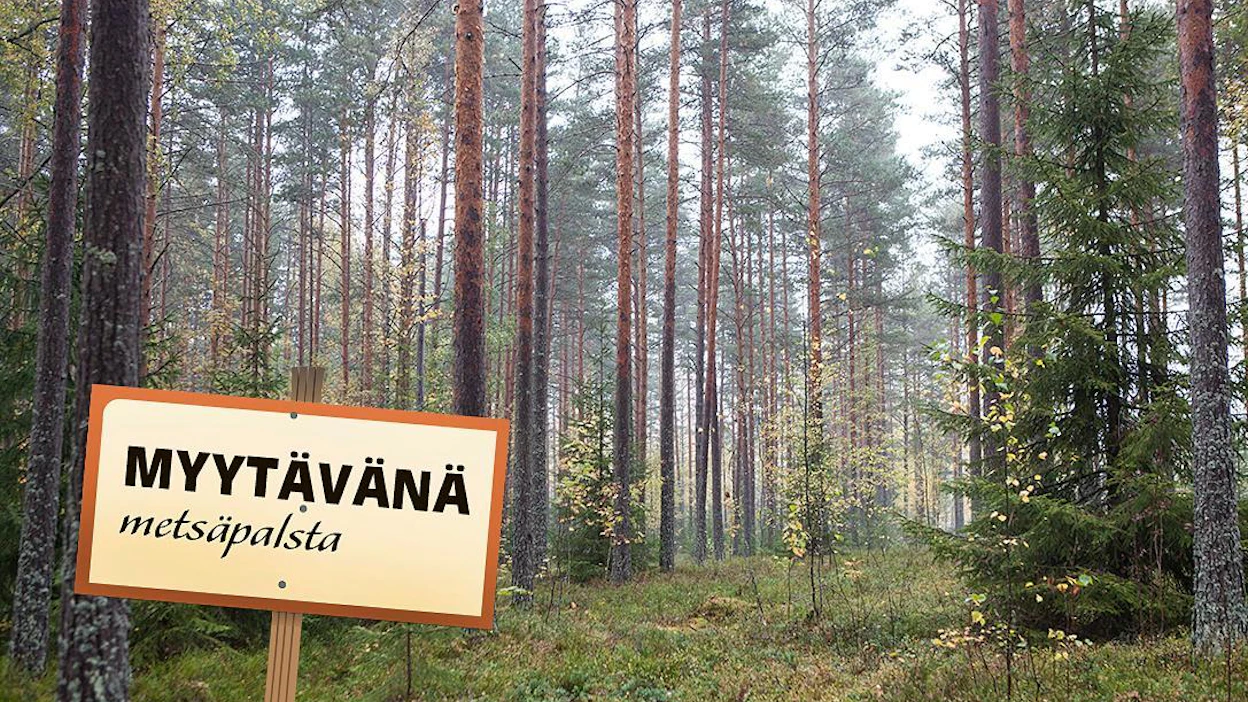 MT kertoi jo viime keväänä, miten suuret institutionaaliset sijoittajat kahmivat veroedun turvin entistä suuremman osan myyntiin tulevista metsätiloista.