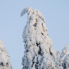 Lumitaakka painaa niin puita kuin myös monia rakennuksia.
