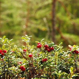 Suomen metsät pukkaavat vuodessa lähes 260 miljoonaa kiloa puolukoita.