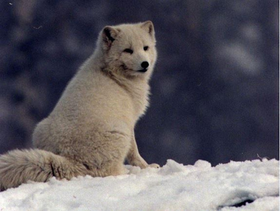 Naali ei ole tiettävästi pesinyt Suomessa enää 20 vuoteen.