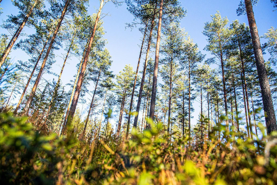 Suomen metsäkeskus otti viime vuonna koko maassa käyttöön hakkuiden satelliittivalvonnan.
