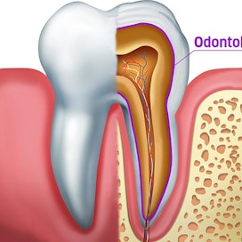 Hampaiden ytimen ja hammasluun välillä on odontoblastisoluja.
