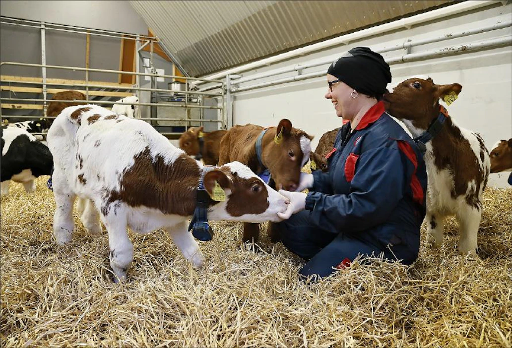 Vasikat ovat kiinnostuneempia Minna Pullisesta kuin kuvassa poseeraamisesta. Vasikat tulevat tilalle 2–3-viikkoisina. Teuraskypsyys saavutetaan noin puolitoistavuotiaana. Jaana Kankaanpää