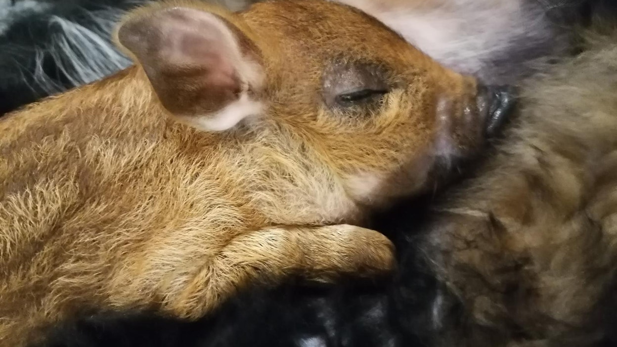 Nähvetti täyttää viikonloppuna kolme viikkoa.