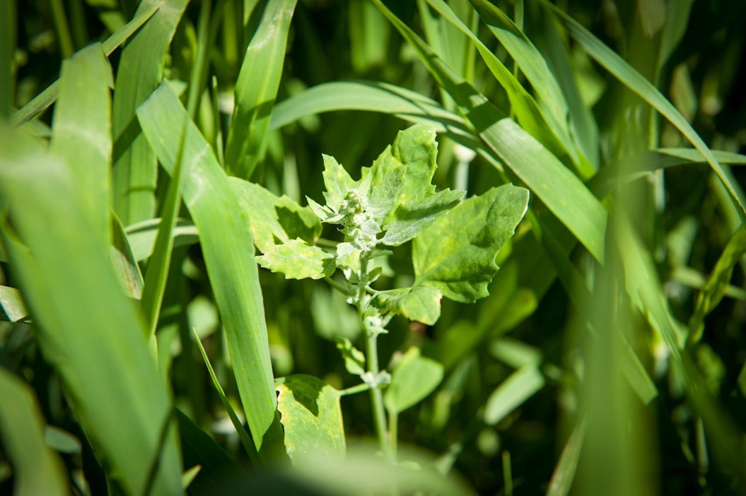 Viljelykasvit kilpailevat rikkakasvien kanssa vedestä ja ravinteista.
