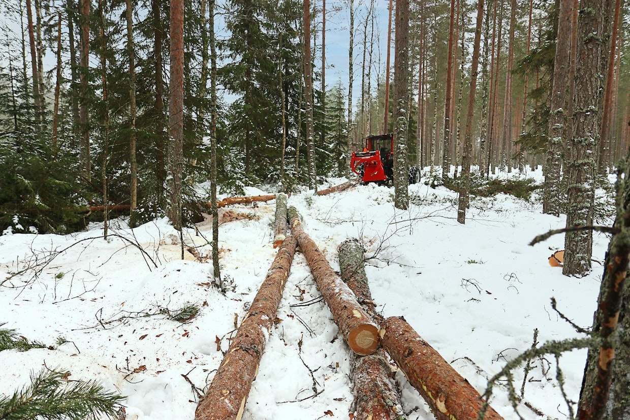 Kaato ja katkonta tehtiin 3–6 rungon vaiheina. Näin lähekkäin olleiden kaadettavien runkojen tukit voitiin napsia pareina suoraan juonnettavaksi ja latvukset omina nippuinaan. Vinssillä voitiin vähälumisessa vaiheessa vielä vetää rungot ennen katkontaa vierekkäin. Työskentely oli vaihtelevaa – ajoittainen moottorisahatyö ja traktorityö lomittuivat mukavasti toisiinsa.