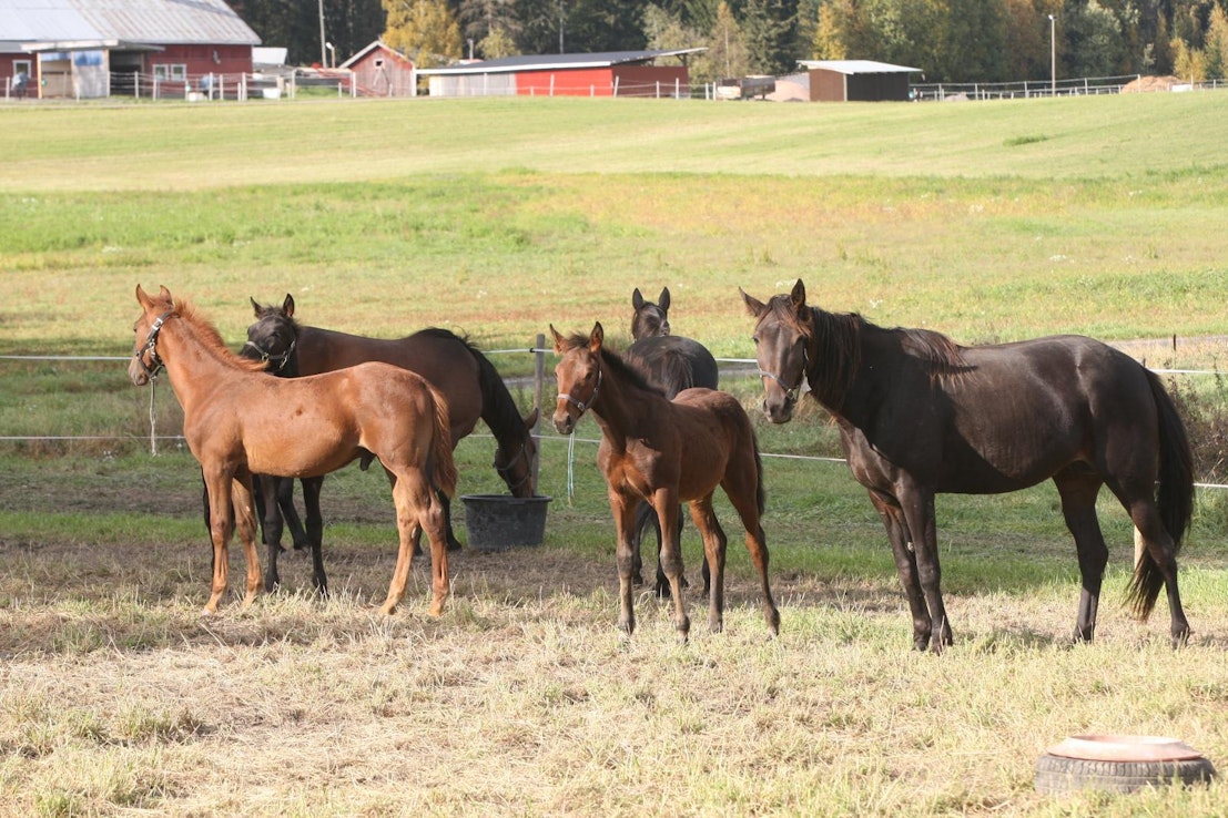 Hevosten hyvinvointiasetusluonnoksessa muun muassa siirtymäaikoihin tehtiin lausuntokierroksella saaduista elinkeinon toiveista jonkin verran pidennysehdotuksia.