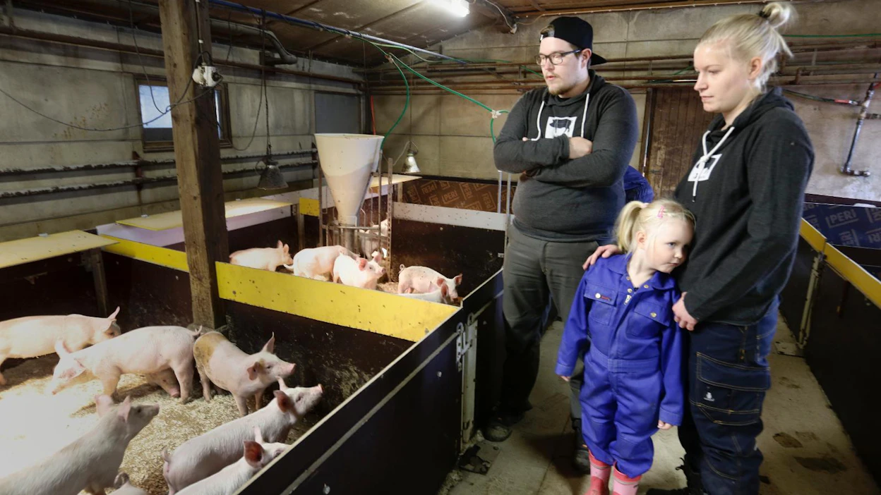 Juho Riuttamäki, avovaimo Tiia Lehti sekä tytär Elsi Nikander ihmettelivät porsaita. 4-vuotias Elsi on aina valmis tulemaan sikalakierrokselle.