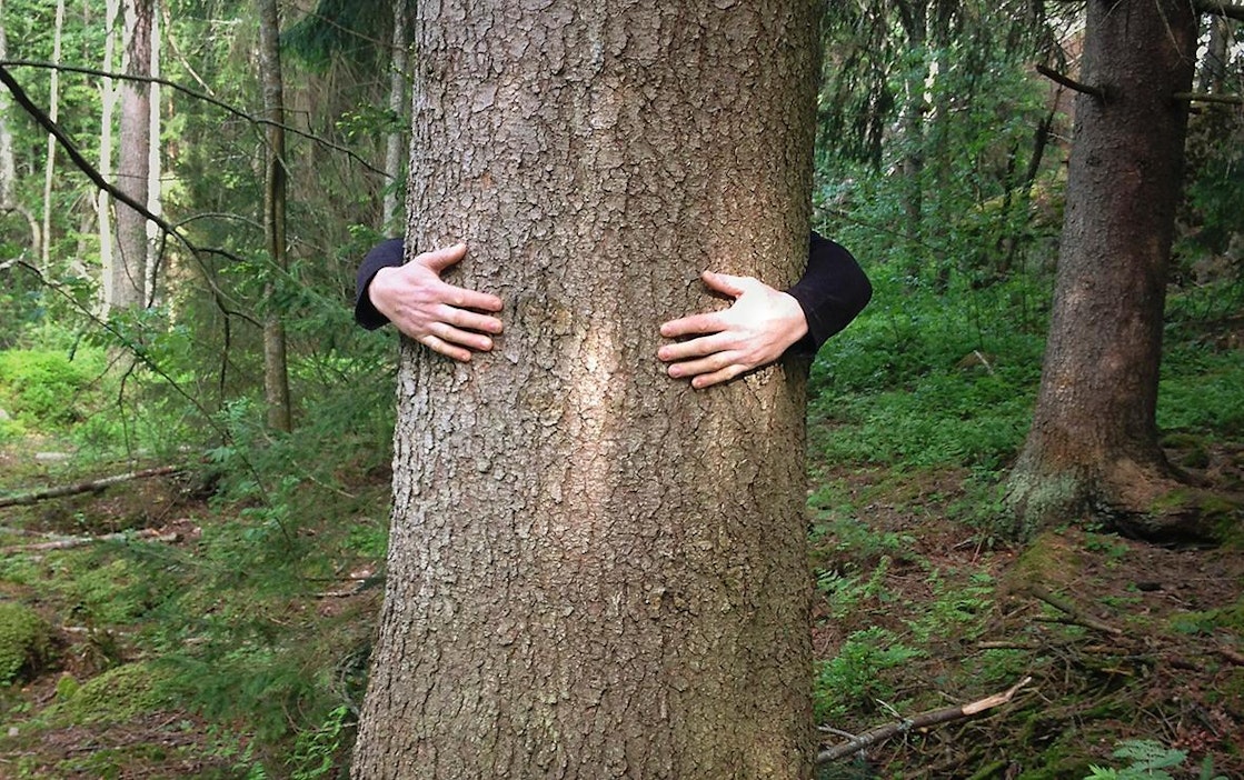 Puiden keskellä mieli rauhoittuu, syke laskee ja aistit heräävät.
