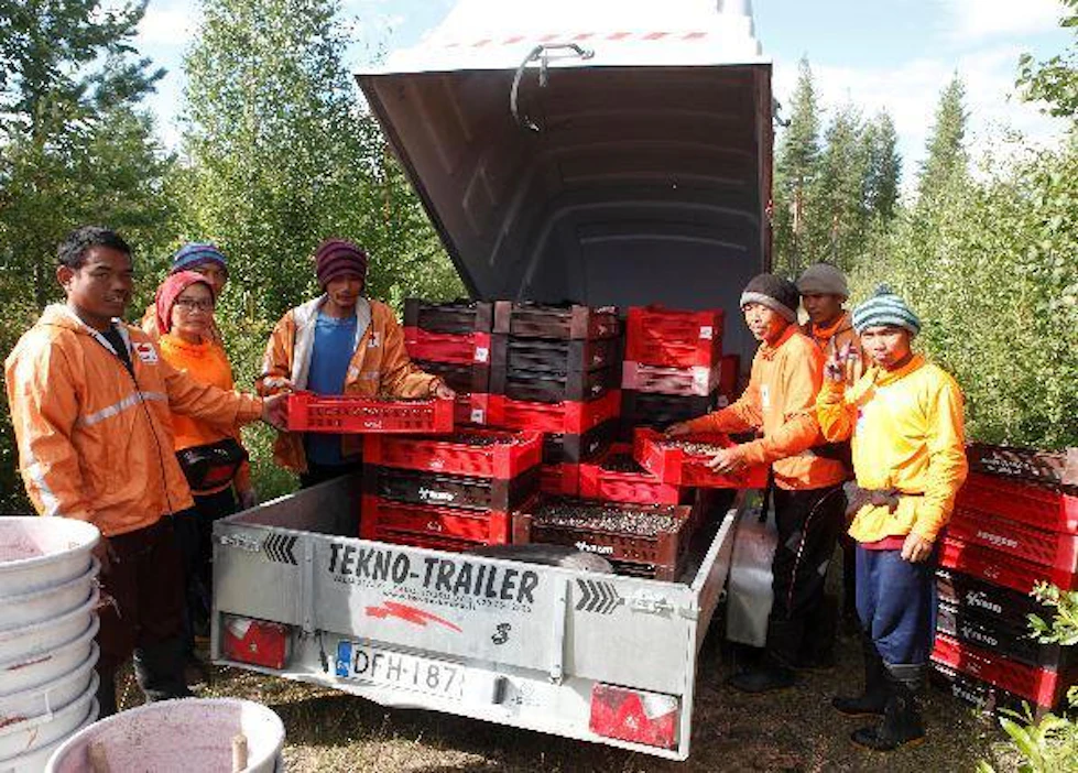 Thaimaalaiset poimijat lastasivat mustikoita auton kyytiin viime vuoden elokuussa Konttajärvellä Pellossa.