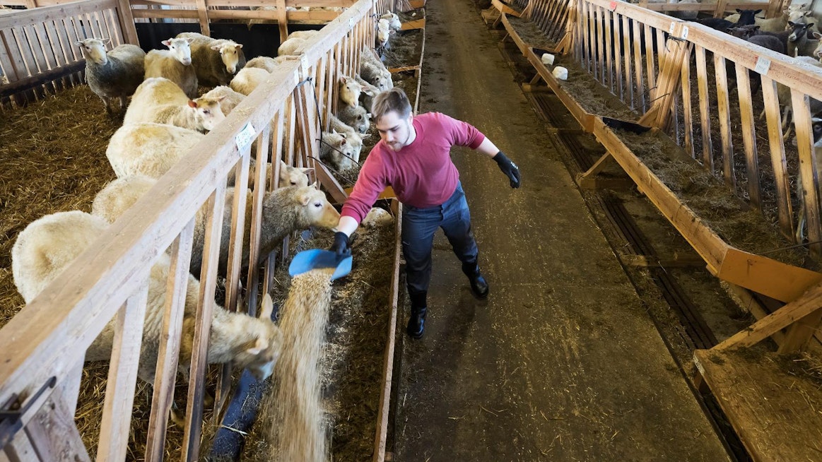 Maatila on ollut tärkeä osa vankien kuntouttavaa työtoimintaa. Vanki Tomi Huttunen ruokki keväällä suomenlampaita.