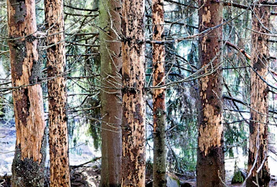 Kirjanpainaja on vahingollisin kuusta vioittava tuhohyönteinen. Arkistokuva Suomesta.