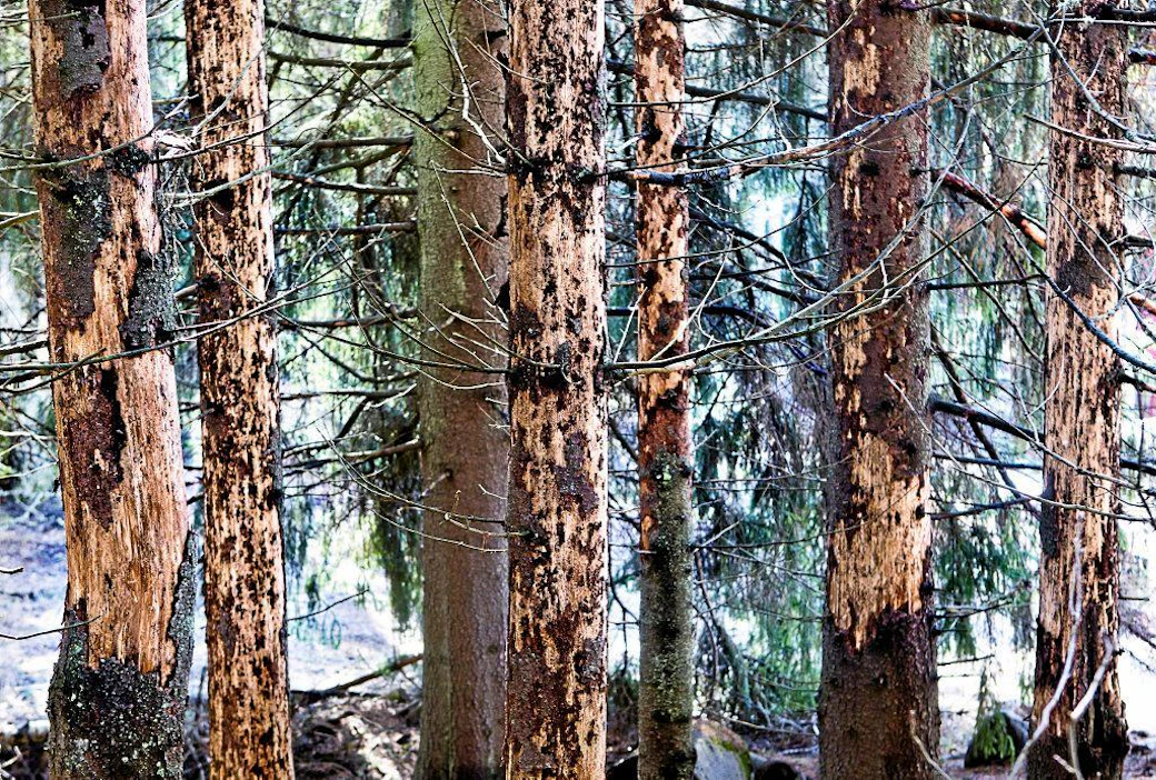 Kirjanpainaja on vahingollisin kuusta vioittava tuhohyönteinen. Arkistokuva Suomesta.