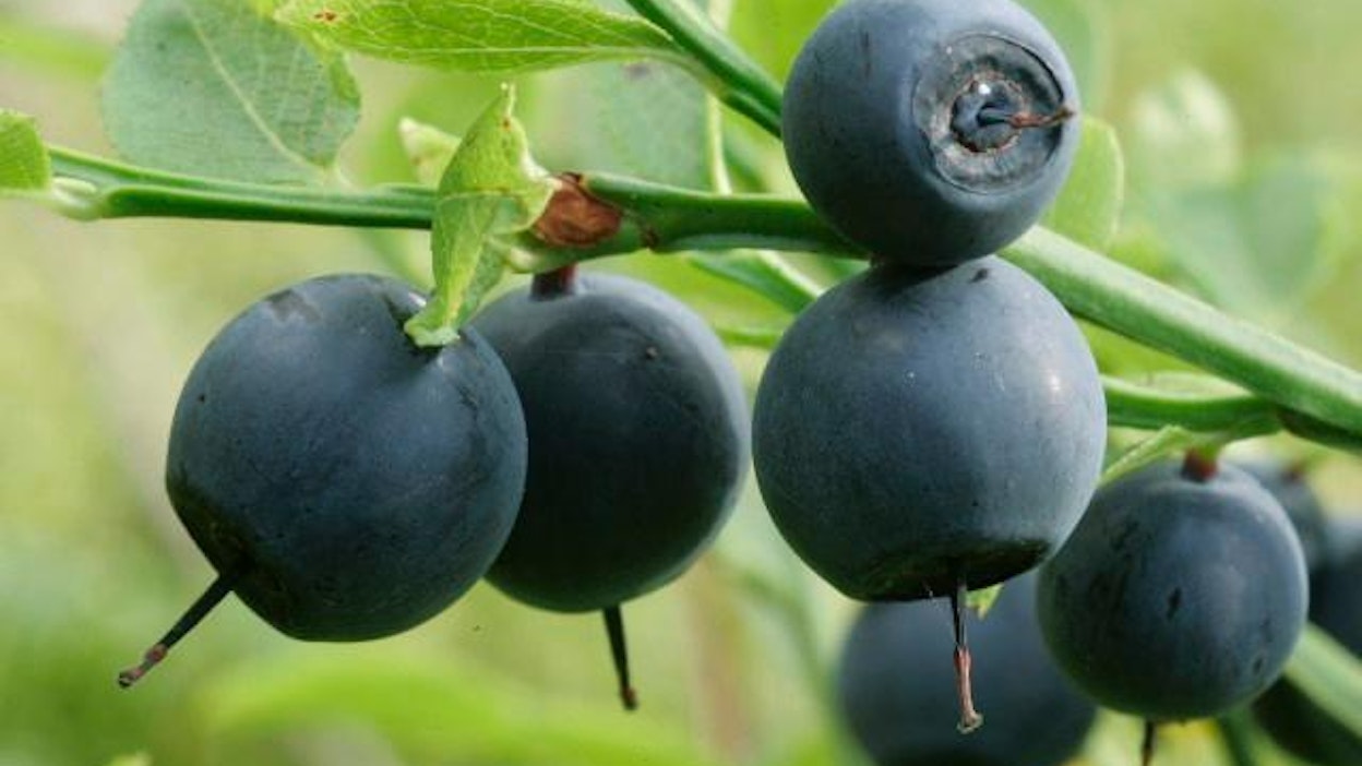 Mustikat kannattaa poimia selkää säästäen.