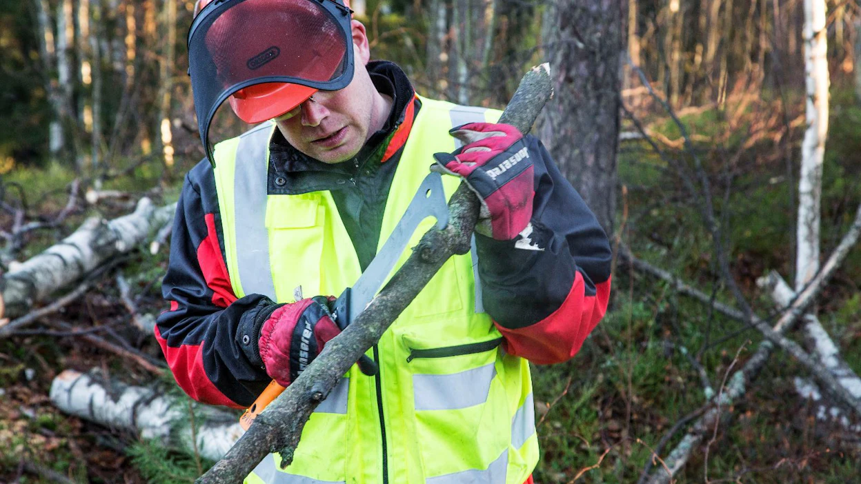 Metsuri Olavi Palolahti kaatoi marraskuussa aasianrunkojäärän mahdollisesti saastuttamia puita
Vantaalla. Kaadetut puut polttaa Porvoon Energia, jotteivät jäärät leviäisi.