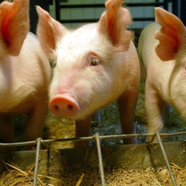 Kustannuskriisi on koetellut eritoten sikatiloilla, joilla rehukustannukset ovat nousseet ja sianlihan kysyntä on laskenut.