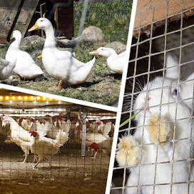 Euroopan komissio haluaa eroon munivien kanojen, emakoiden, vasikoiden, kanien, broilereiden, viiriäisten, ankkojen ja hanhien häkkikasvatuksesta.