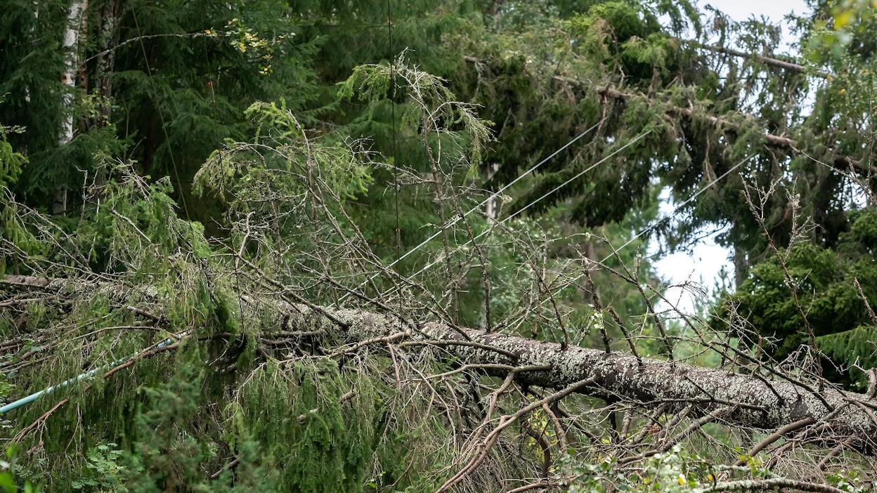 Vakuutussopimuksen pieni präntti kannattaa lukea. Korvattavan vahingon on oltava äkillinen ja ennalta arvaamaton. Myrskytuho ja metsäpalo ovat selvimpiä tällaisia tapauksia.