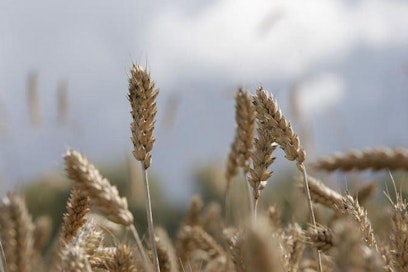 Seuratuin joulukuun vehnäfutuuri päätyi perjantaina 163 euroon tonnilta Pariisin hyödykepörssissä.