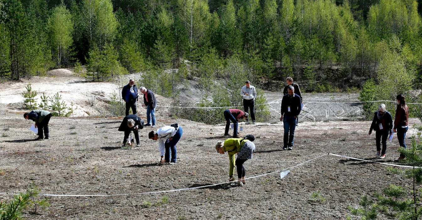 Harjumetsissä viihtyviä paahdelajeja kasvatetaan siirtoistutusalueella Salossa.