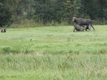 Ennen harvinaisen kuvan saamista Hernejärvi oli jo aiemmin yrittänyt päästä kuvaamaan hirveä. Lopulta hän pääsi hiippailemaan pellon reunaan, ja räpsi muutaman kuvan.