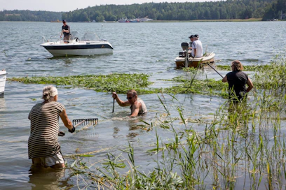 Talkootyö on Suomessa niin maaseudun kuin kaupunkienkin yhteisöllisyyden vahva perusta. Mukaan pääseminen ei ole silti aina kaikkialla itsestään selvää. Tässä on menossa kaislan leikkuu Lounaissaaristossa.
