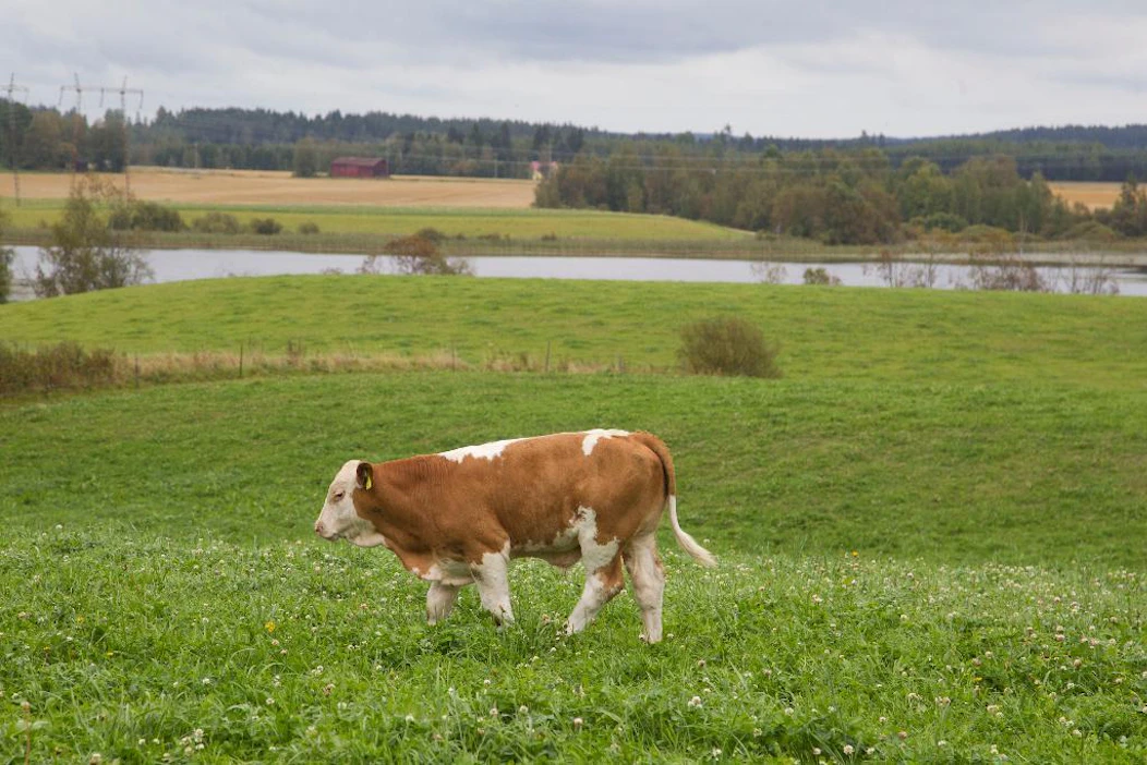 Joen varrella laiduntavat eläimet ovat vaarassa sairastua, jos joen vesi saastuu.