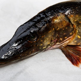 Panssarisiimalevän myrkyt vahingoittavat erityisesti kalan kidussoluja. Kuvan hauki ei liity tapaukseen.