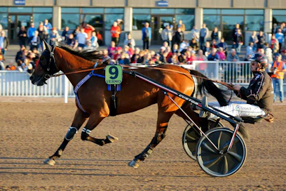 Kasvattajakruunun sankari Marschall Match tekee tänään avauksensa uudelta valmentajaltaan, ikoniselta Pekka Korvelta. Vastus on heti tiukkaa tasoa komeaa voittosarjaa nikkaroivan Skyfall Shinen johdolla.