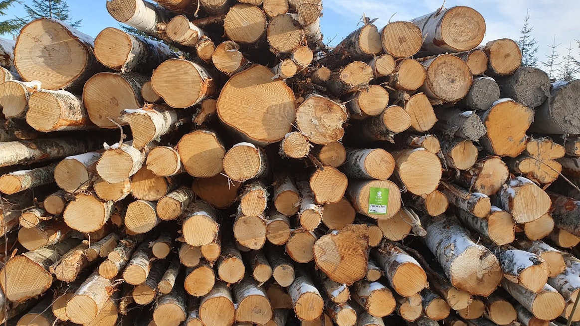 UPM:n hakkuut pyörivät metsäjohtaja Sauli Branderin mukaan ajankohtaan nähden normaalisti. Kuvassa on UPM:n koivukuitupuupino maaliskuun alkupuolella Rantasalmella.
