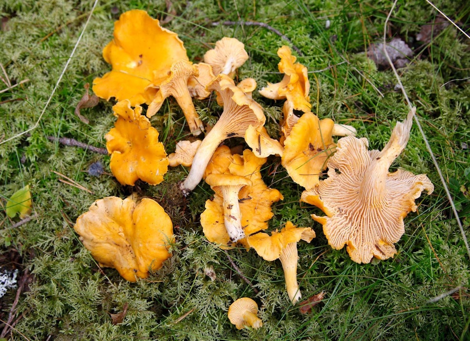 Kantarellikausi alkoi tänä vuonna jo kesäkuun alussa.