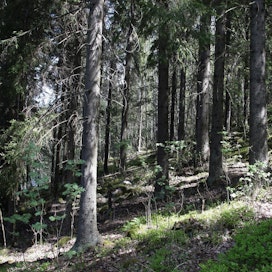 Miten Venäjän metsiä kannattaa tulevaisuudessa hoitaa?